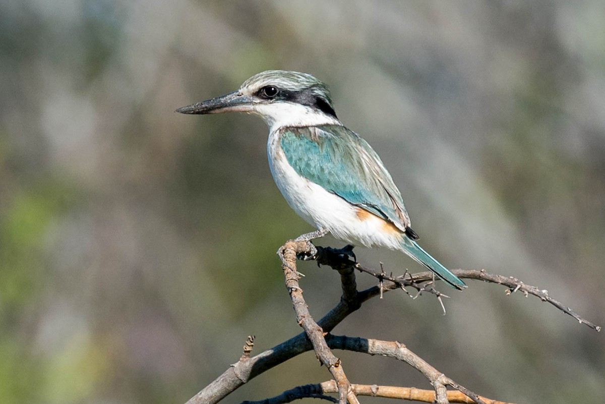 Red-backed Kingfisher - ML257735431