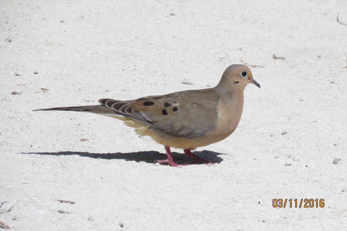 Mourning Dove - ML25773611