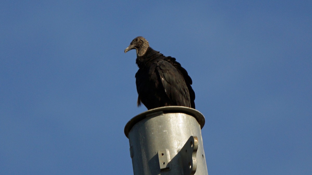 Black Vulture - ML257737421