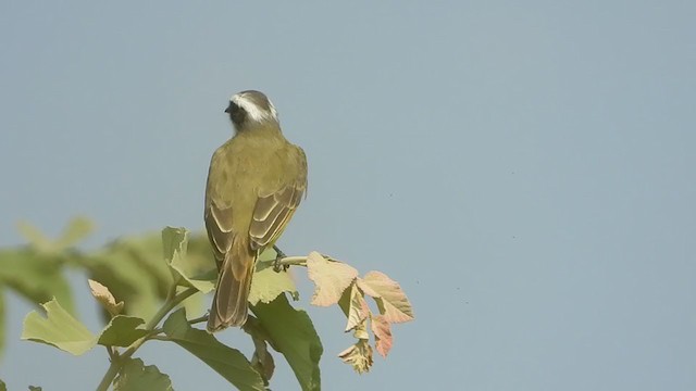 Social Flycatcher - ML257737851