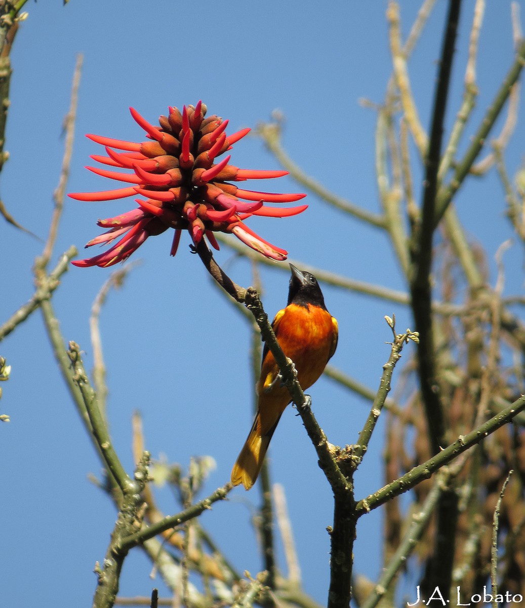 Baltimore Oriole - Alberto Lobato (El Chivizcoyo)