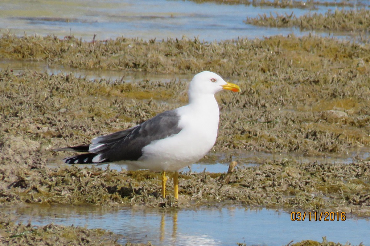 Gaviota Sombría - ML25773801