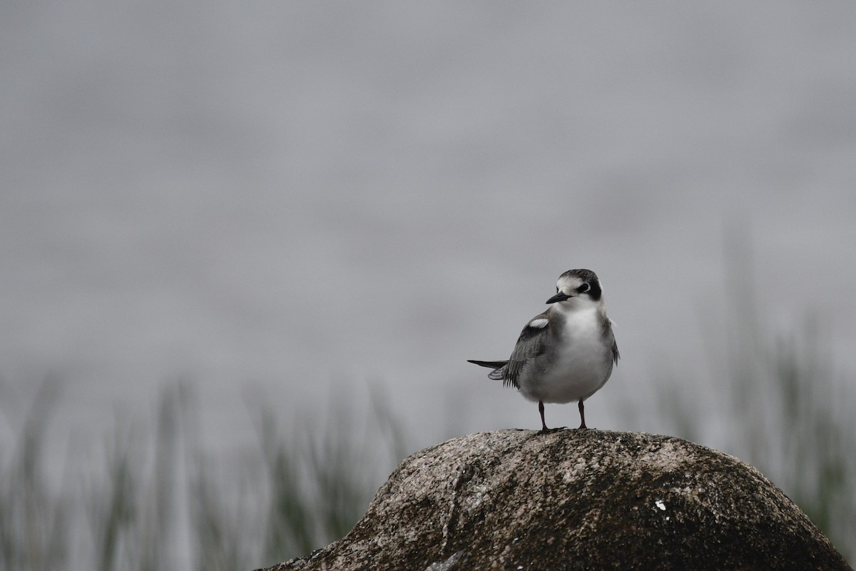 ハシグロクロハラアジサシ - ML257738591