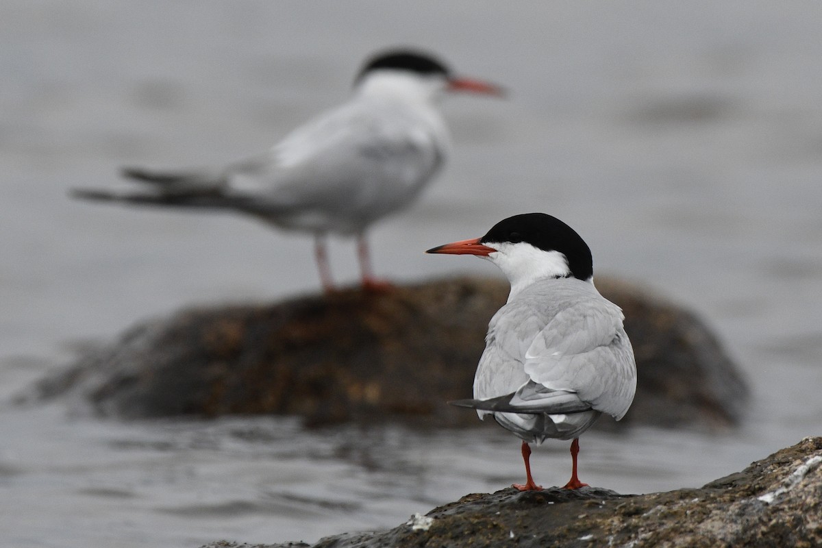 Common Tern - Monica Siebert