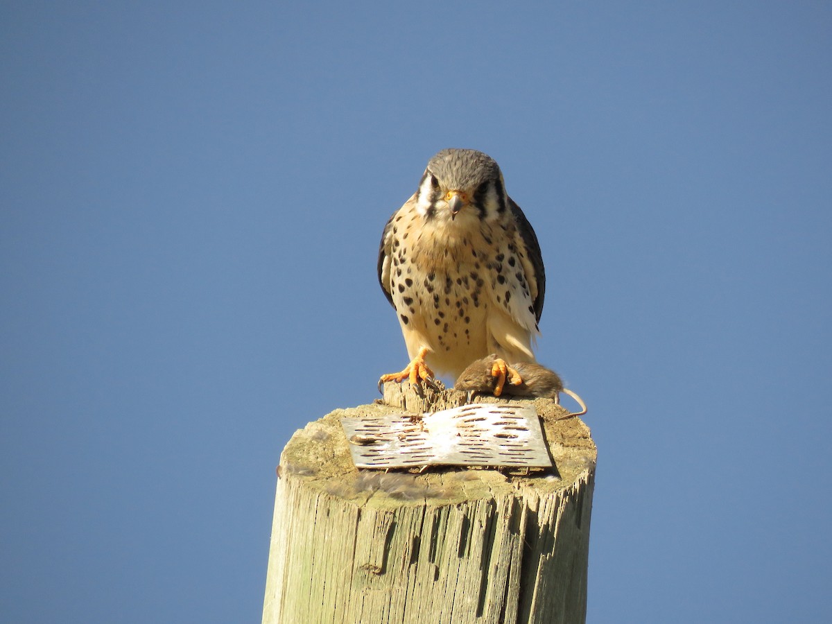 American Kestrel - Cristina isabel Ferreyra