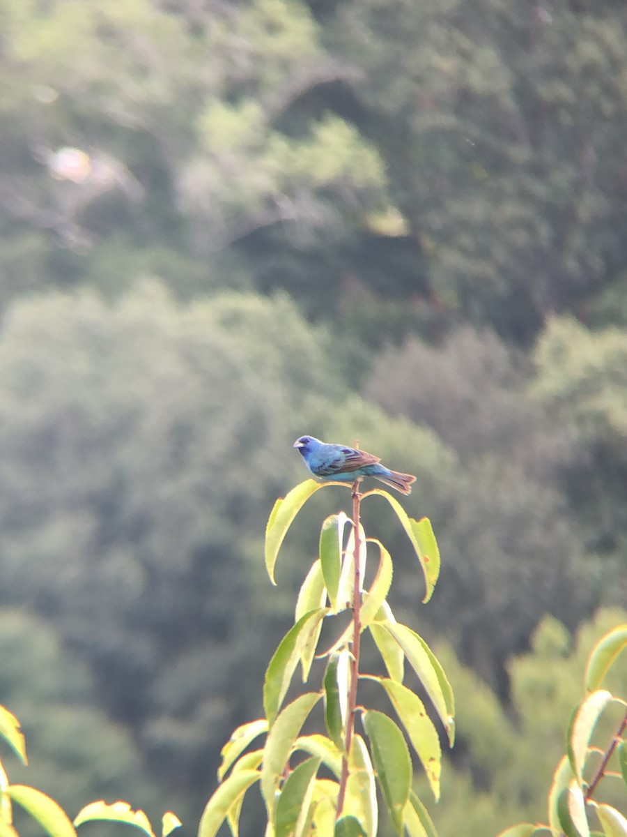 Passerin indigo - ML257740281