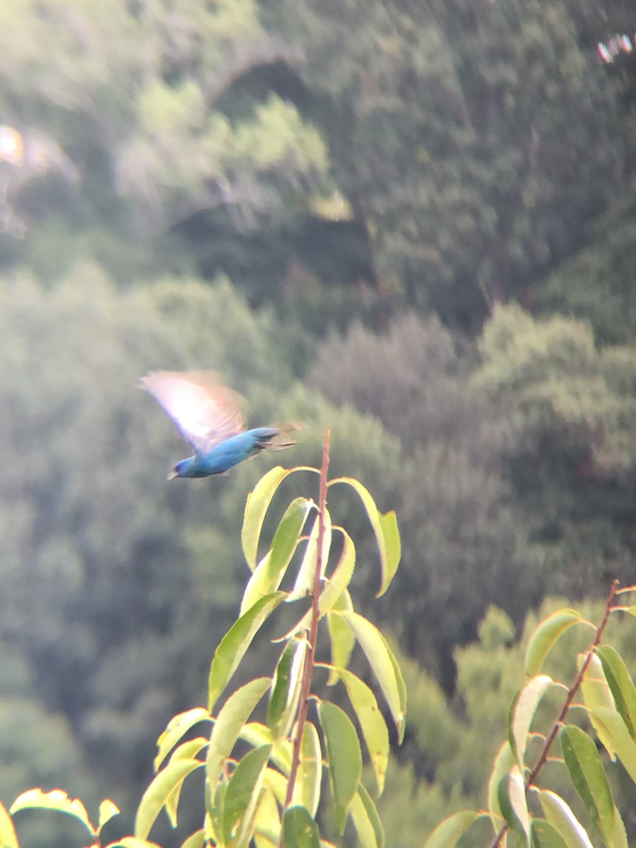 Passerin indigo - ML257740301