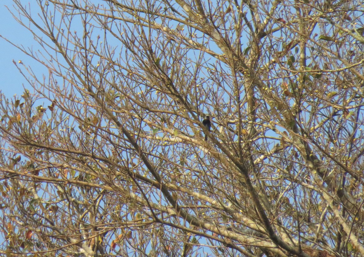 Golden-hooded Tanager - ML257743571