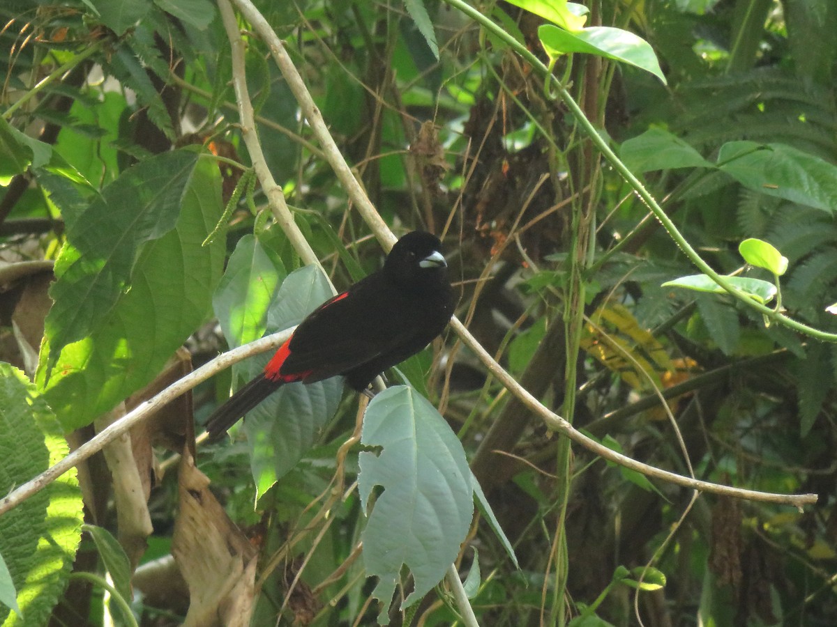 Тапіранга червоногуза (підвид passerinii) - ML257744021