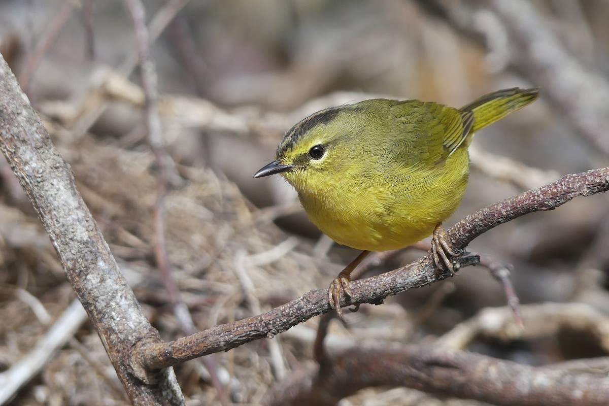 Two-banded Warbler - Jorge  Quiroga