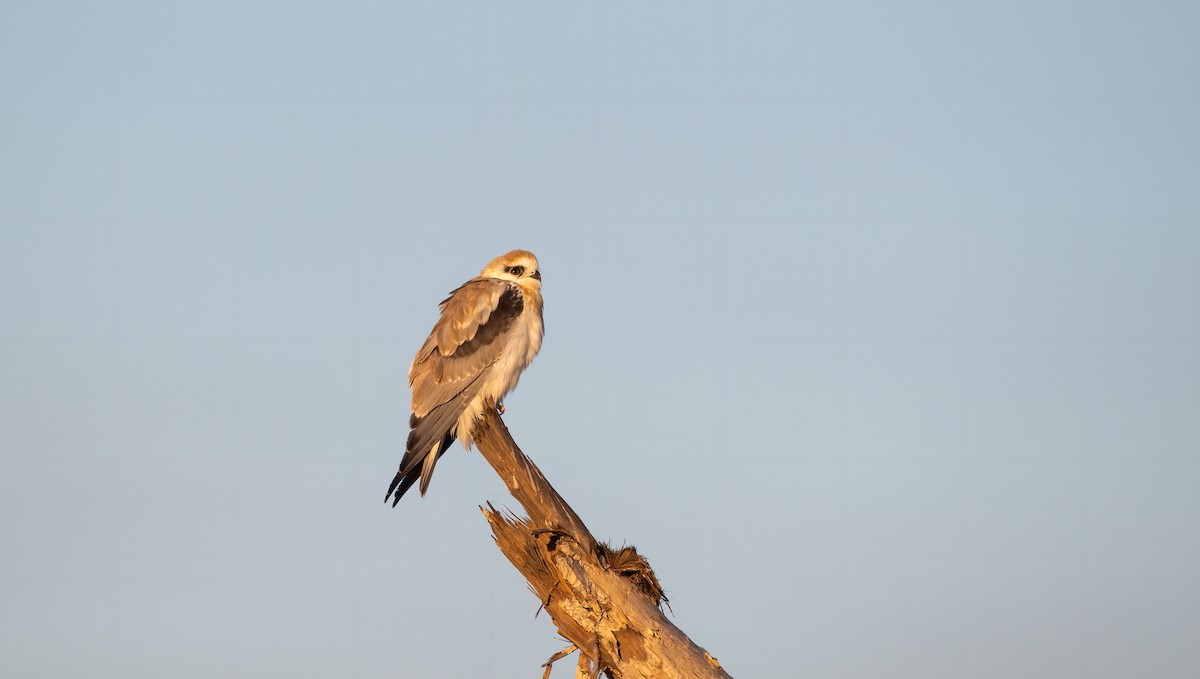 Black-shouldered Kite - James Boettcher  FNQ Nature Tours