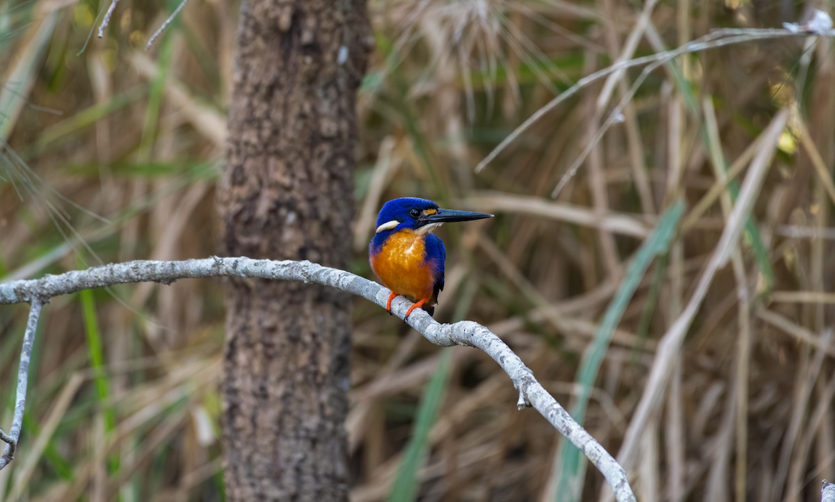 Azure Kingfisher - James Boettcher  FNQ Nature Tours