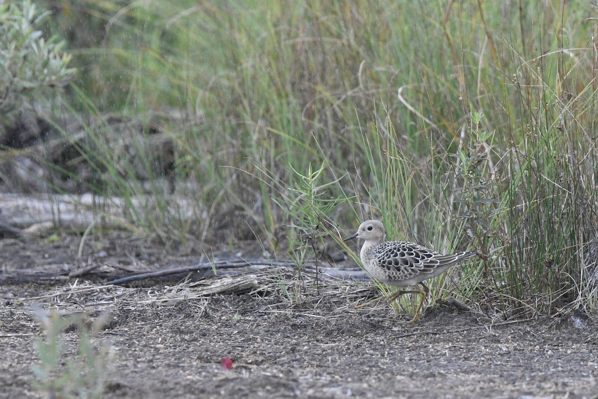 Buff-breasted Sandpiper - ML257746021