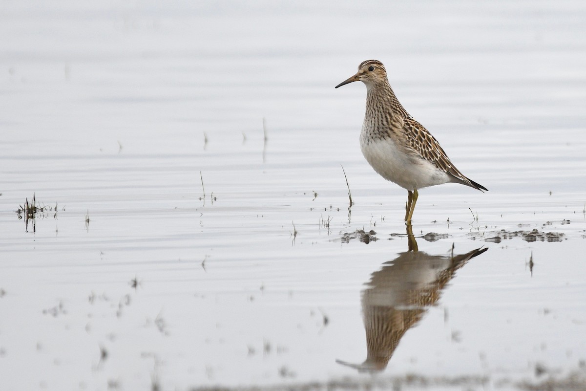 Pectoral Sandpiper - ML257746051