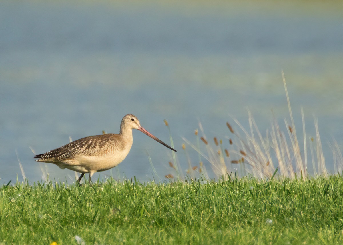 Marbled Godwit - ML257746631