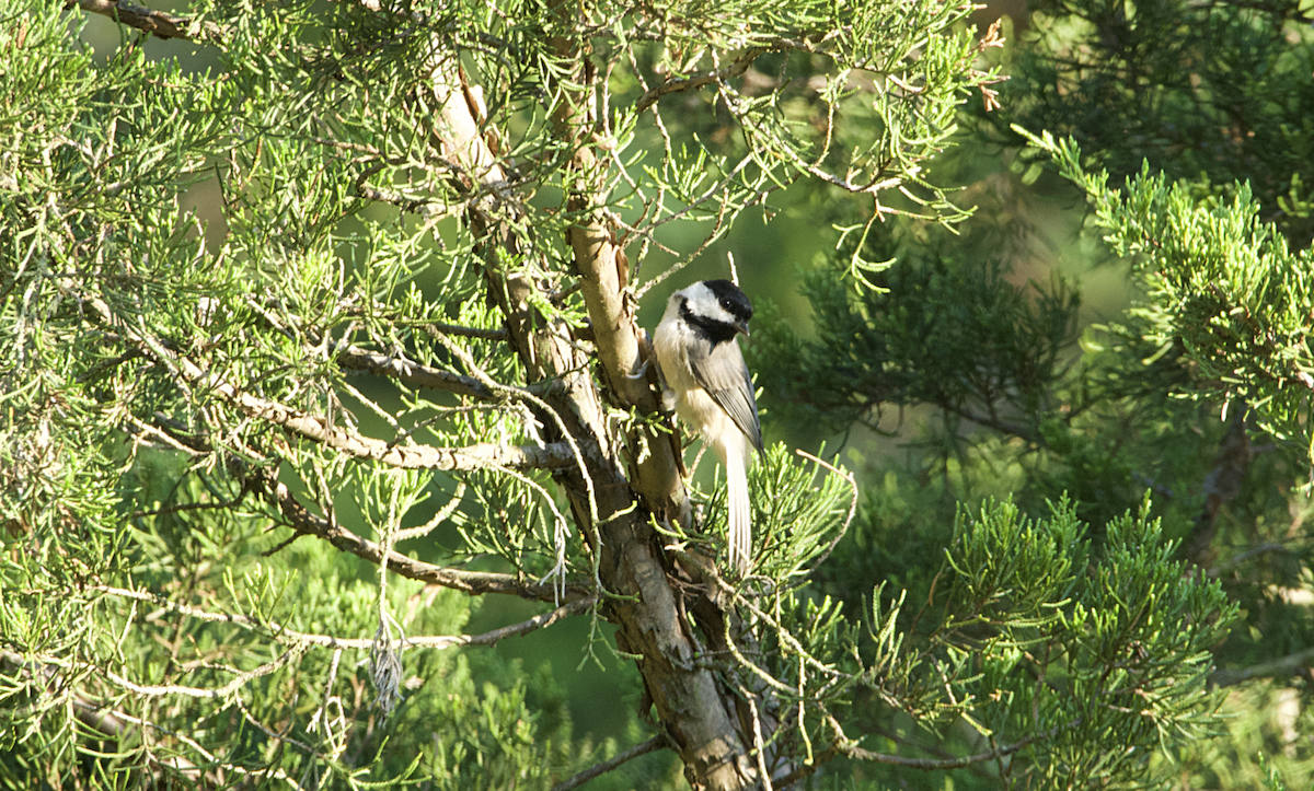 Carolina Chickadee - ML257747571