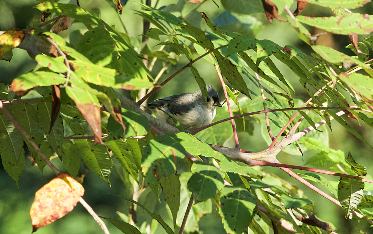 Tufted Titmouse - ML257747601