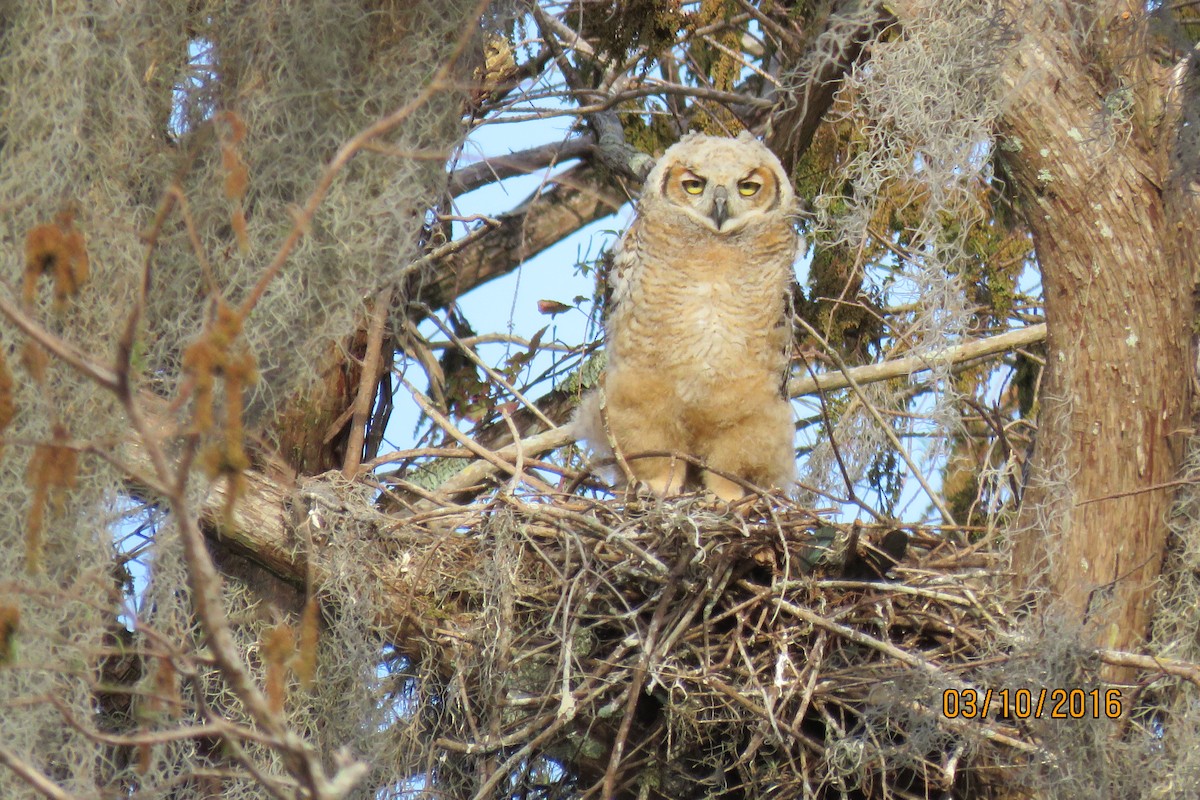 Great Horned Owl - Paul Wolter