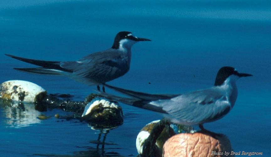 Aleutian Tern - Brad Bergstrom