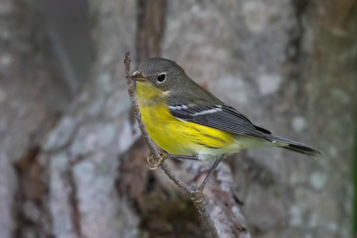 Magnolia Warbler - Lyall Bouchard