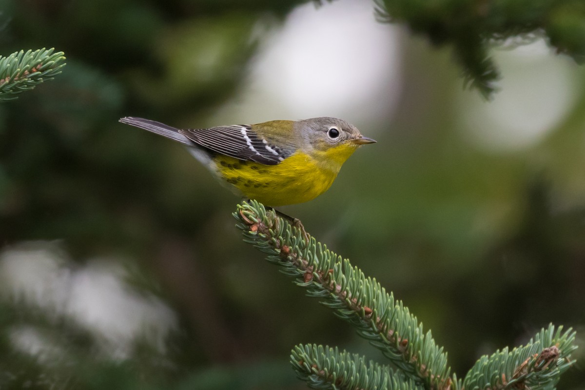 Magnolia Warbler - ML257749781