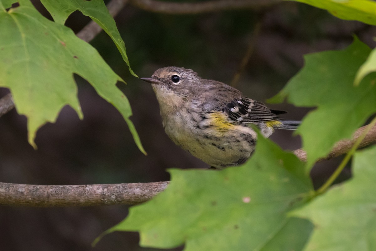 Yellow-rumped Warbler (Myrtle) - Lyall Bouchard