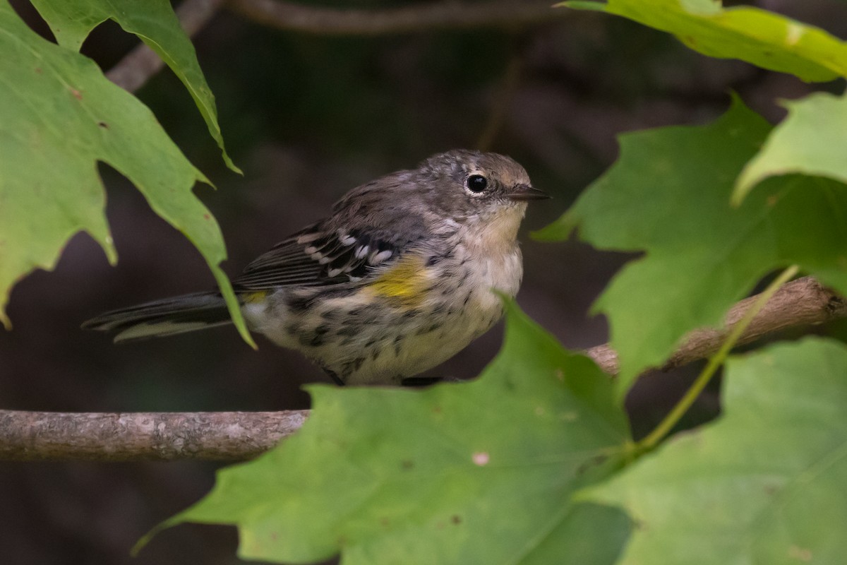 Yellow-rumped Warbler (Myrtle) - Lyall Bouchard
