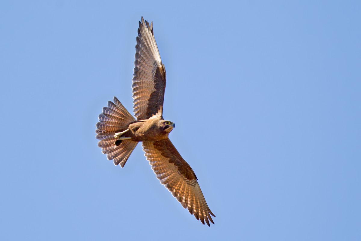 Brown Falcon - ML257749941