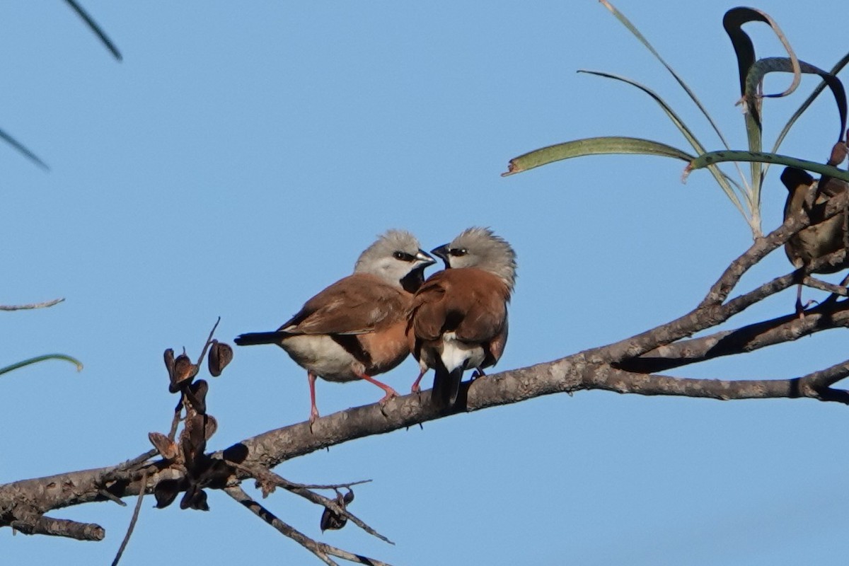 Black-throated Finch - Anne  Lawrance