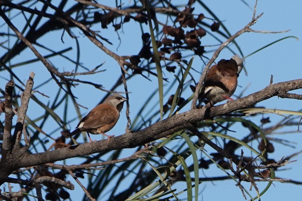 Black-throated Finch - Anne  Lawrance