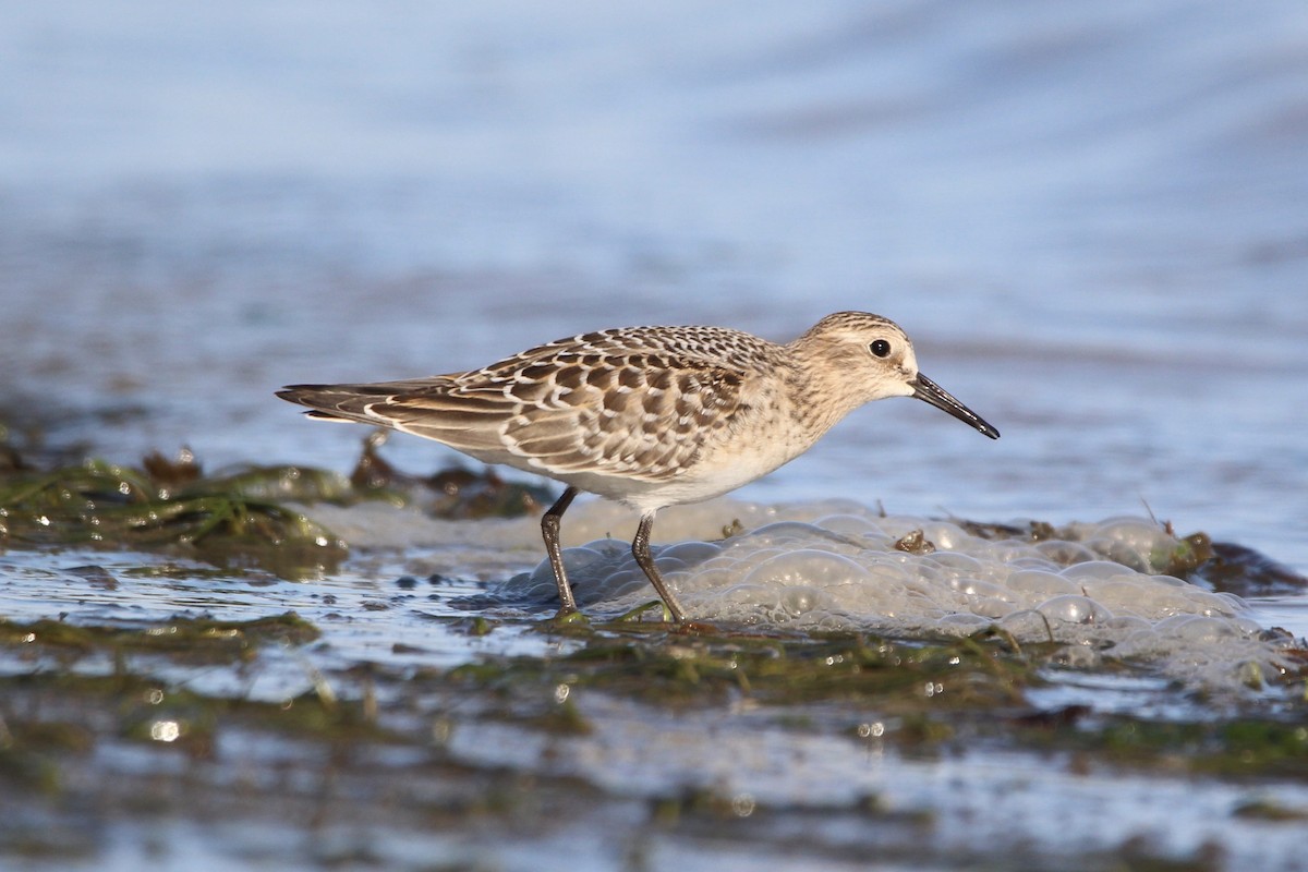 gulbrystsnipe - ML257751261