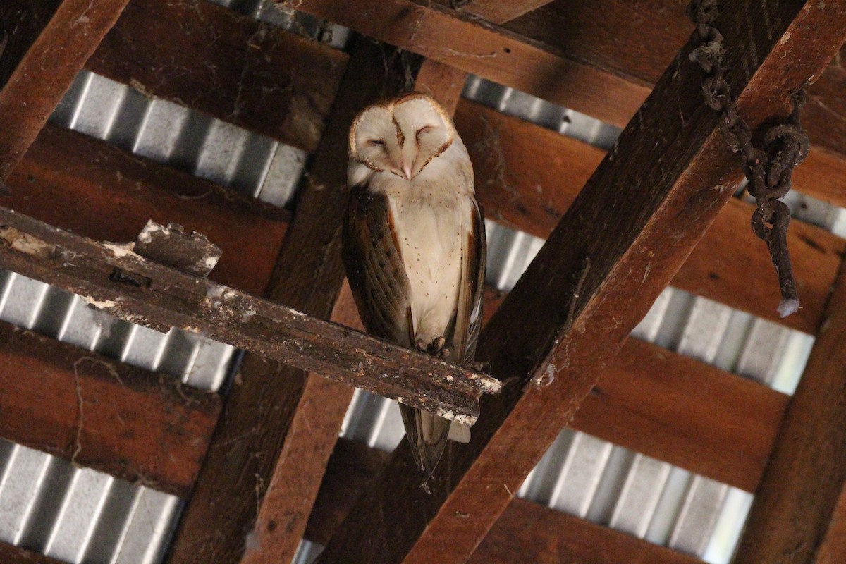 Barn Owl - ML25775151