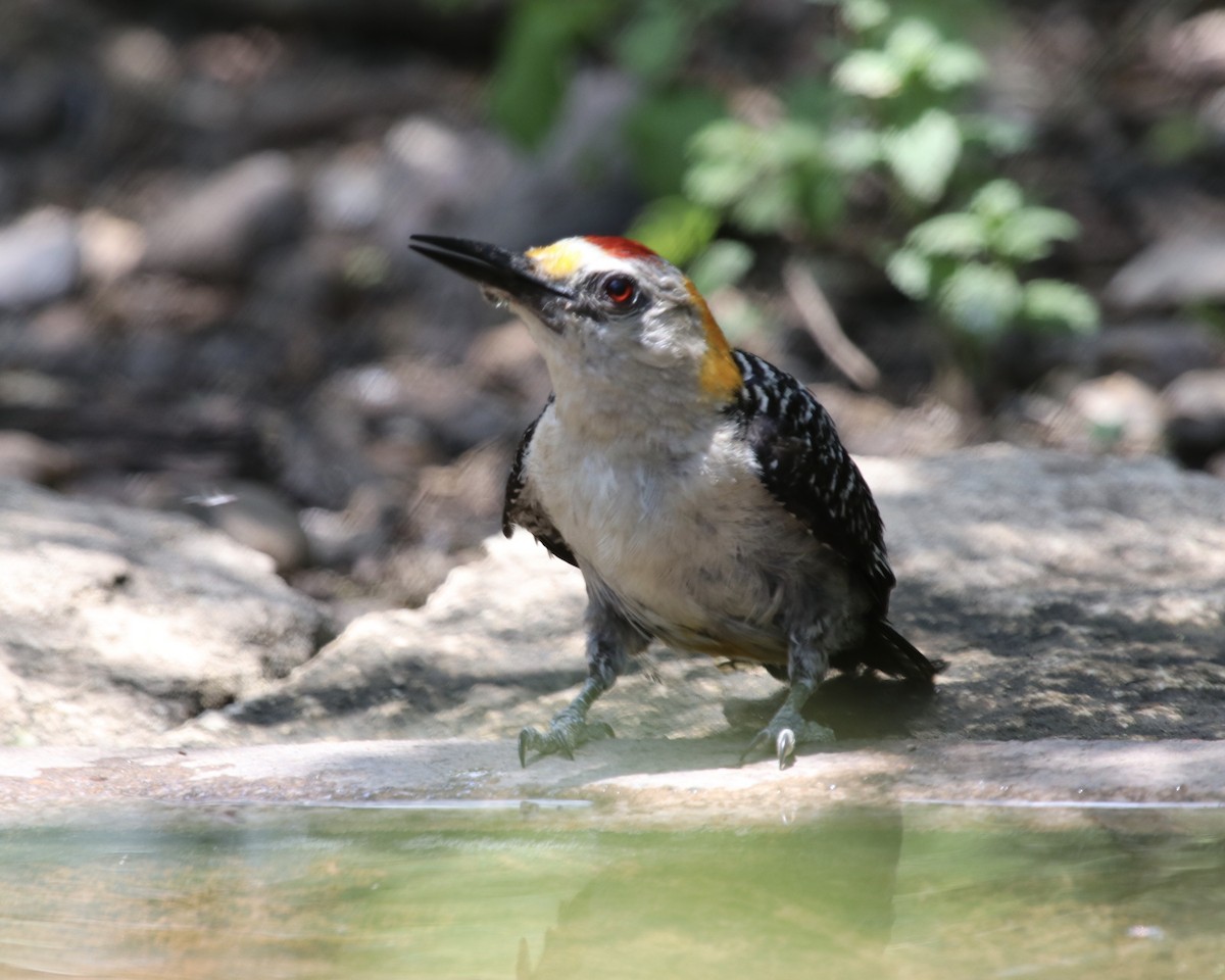 Golden-fronted Woodpecker (Northern) - Daniel S.