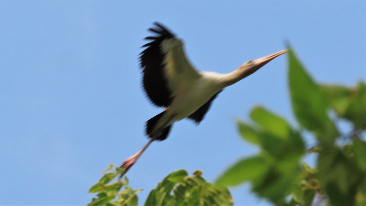 Wood Stork - ML257754601