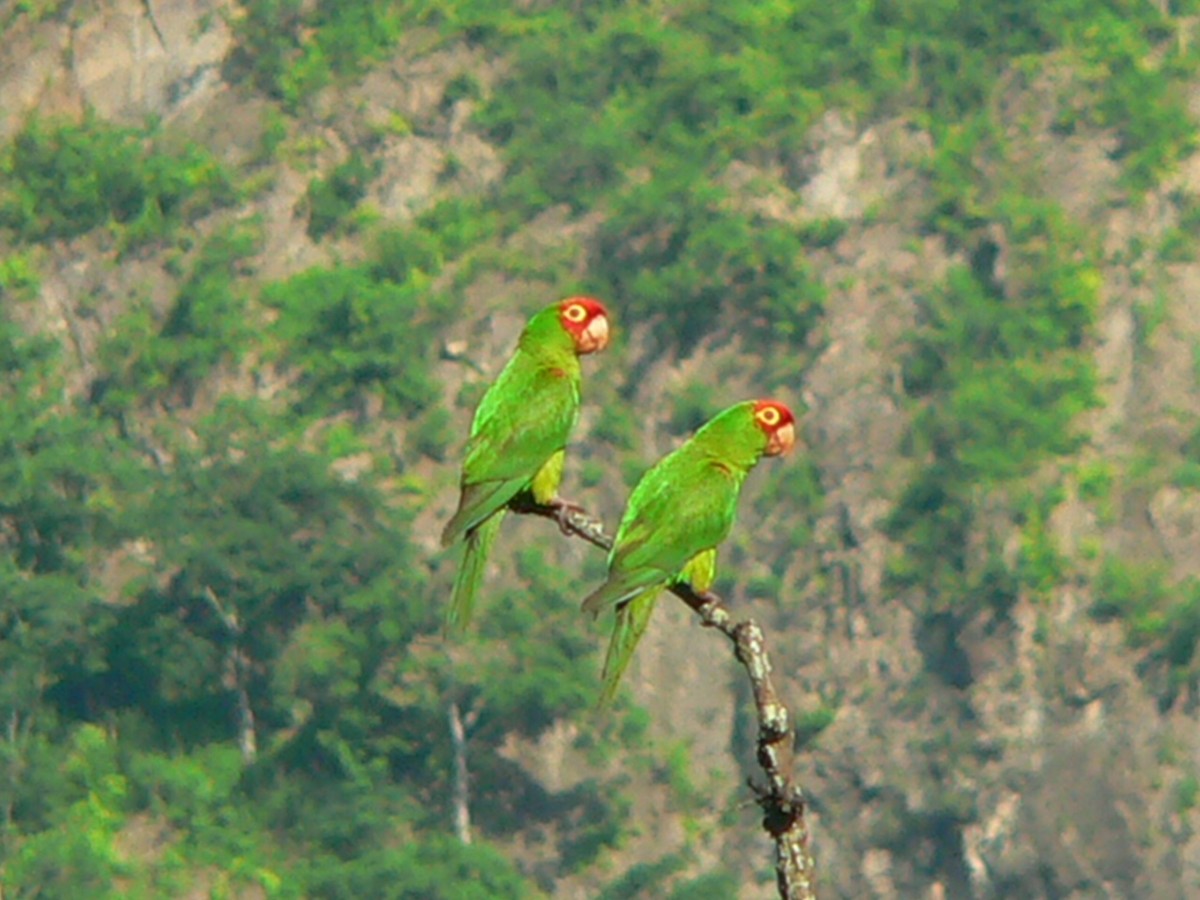 Red-masked Parakeet - Charley Hesse TROPICAL BIRDING