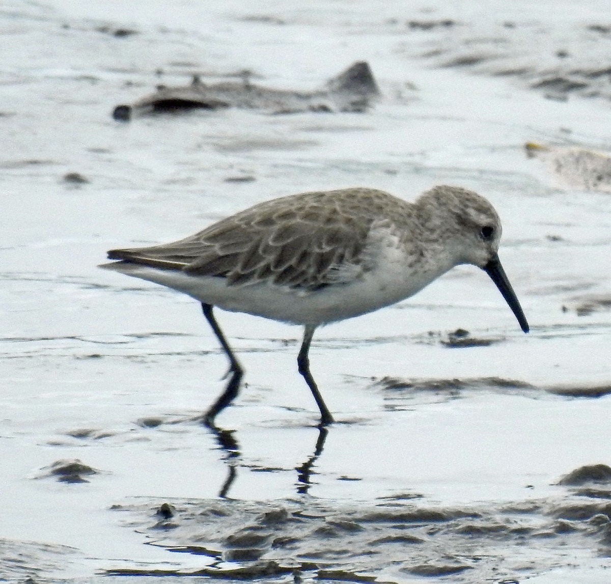 Western Sandpiper - Danilo Moreno