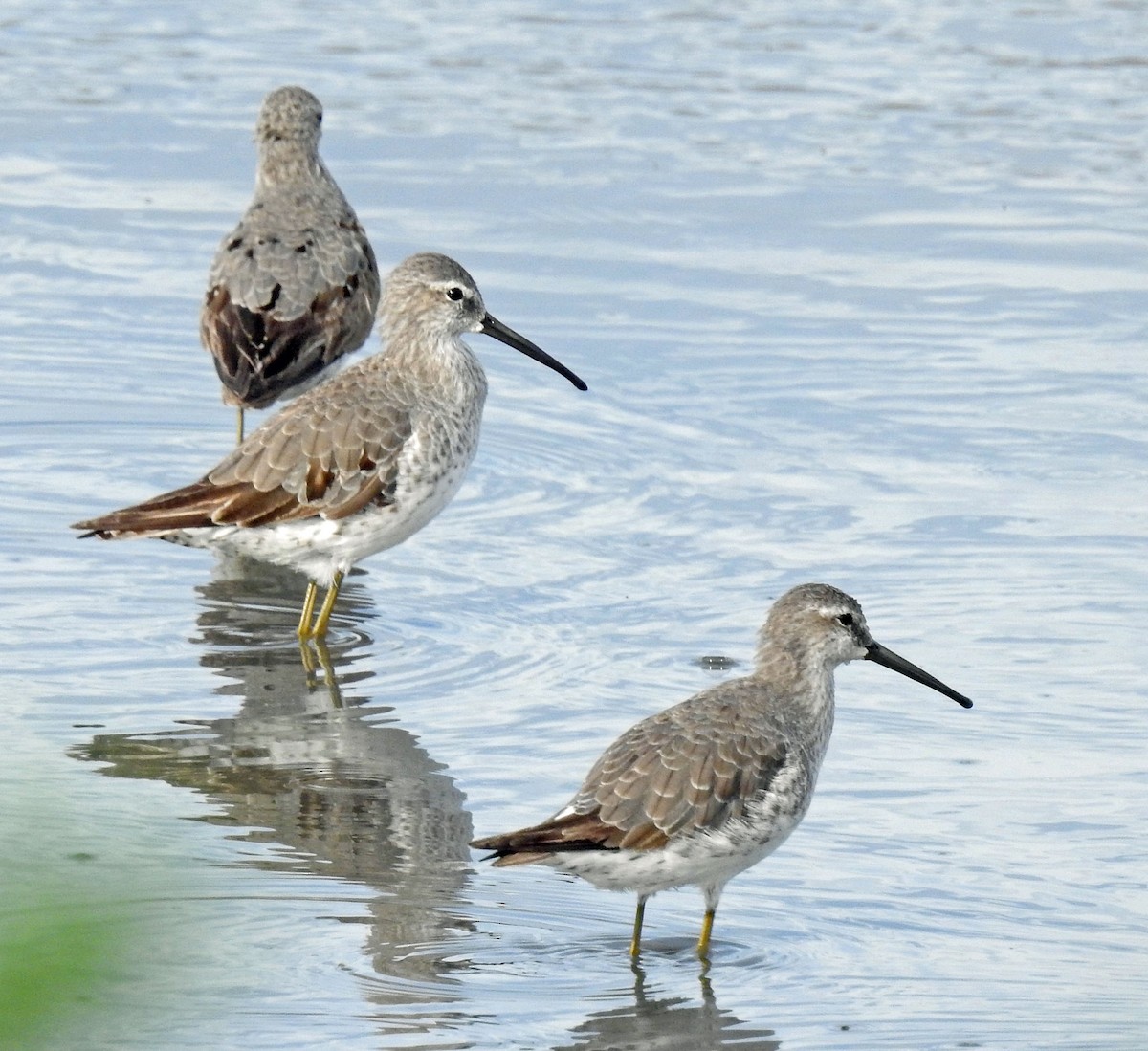 Stilt Sandpiper - ML257756551