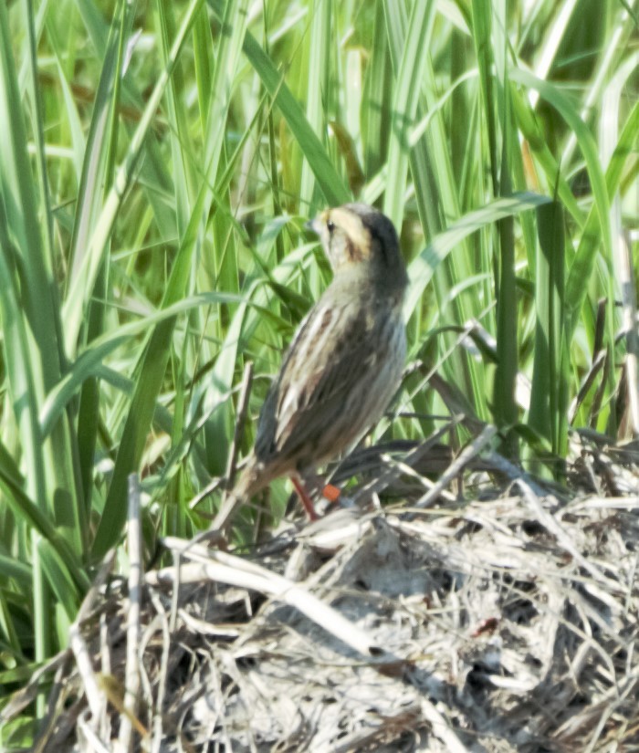 Nelson's Sparrow - ML257757361