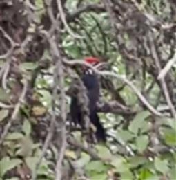 Pileated Woodpecker - ML257758321