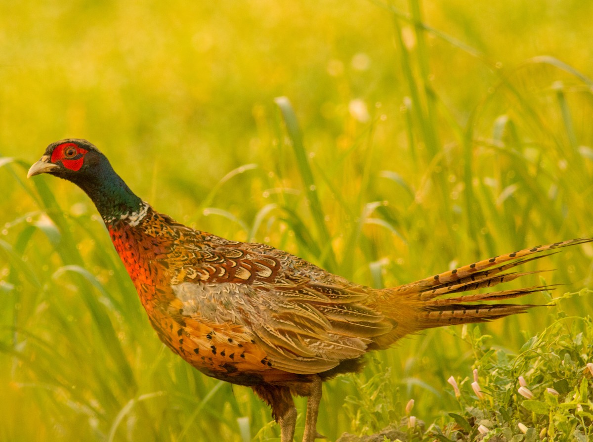 bažant obecný - ML257758351