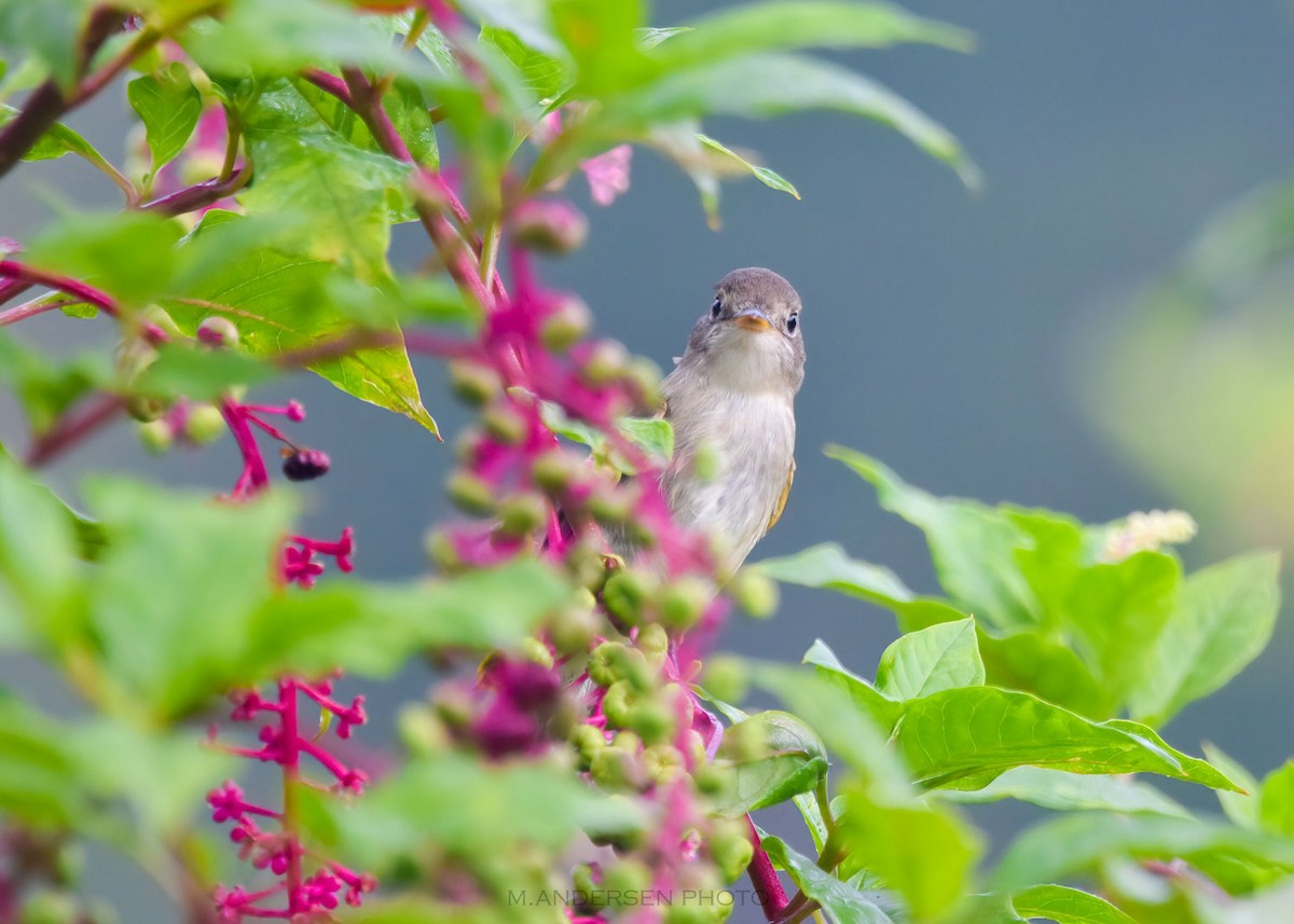 Willow Flycatcher - ML257758421