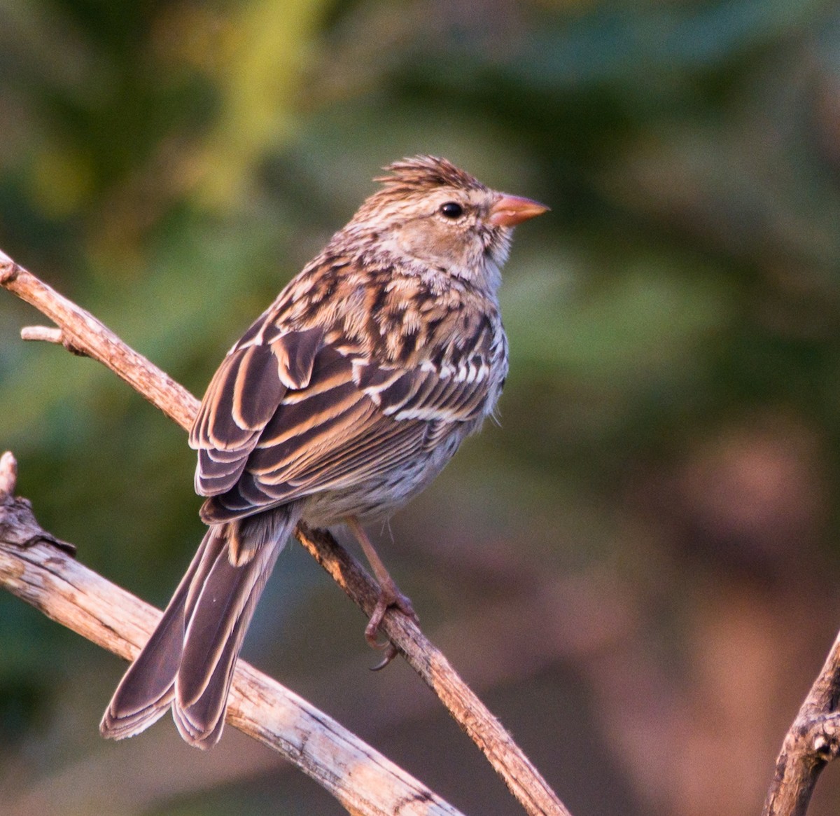 Chipping Sparrow - ML257758561