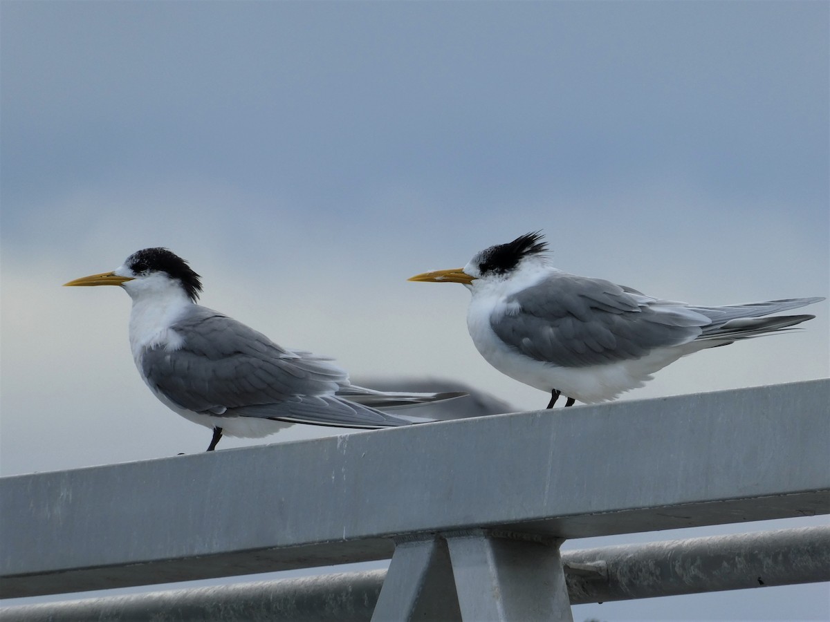 Great Crested Tern - ML257758761