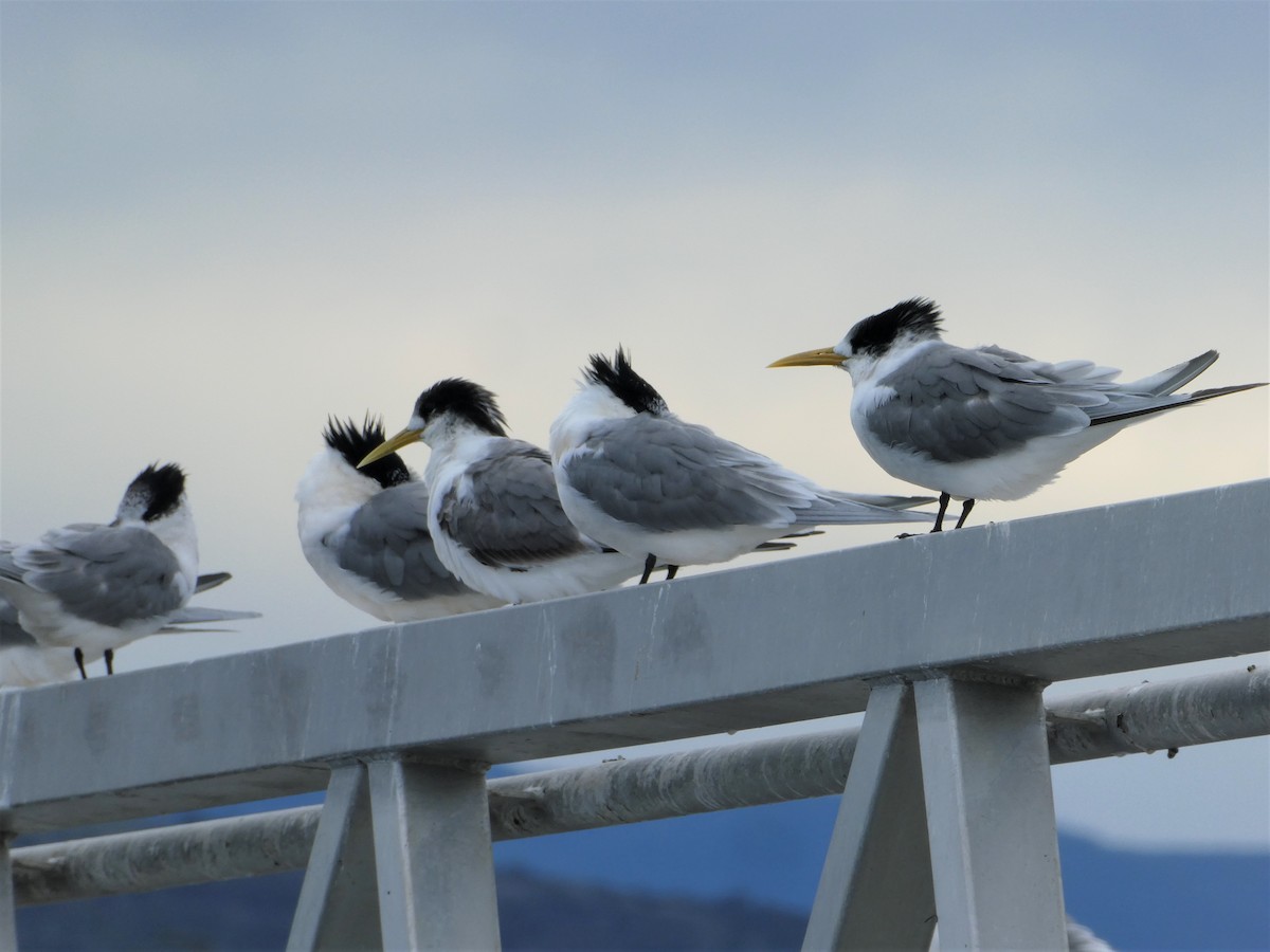 Great Crested Tern - ML257758821