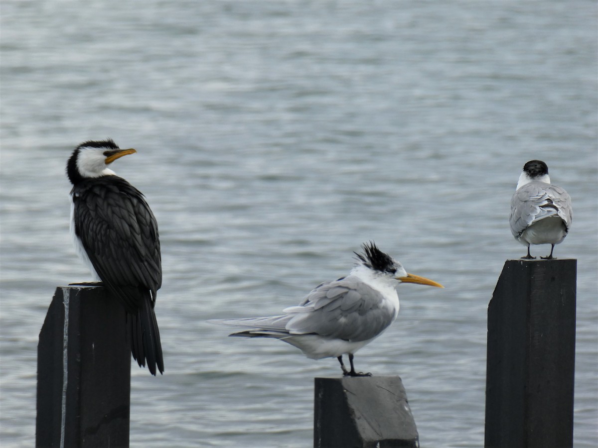 Great Crested Tern - ML257758861