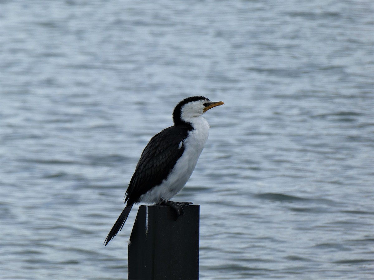 Little Pied Cormorant - ML257759151