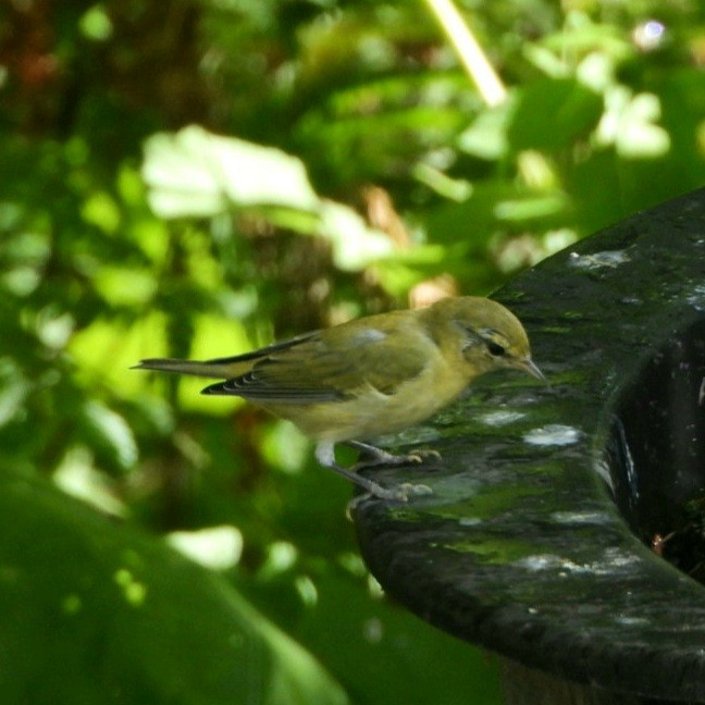 Tennessee Warbler - Capt. Ed Brown