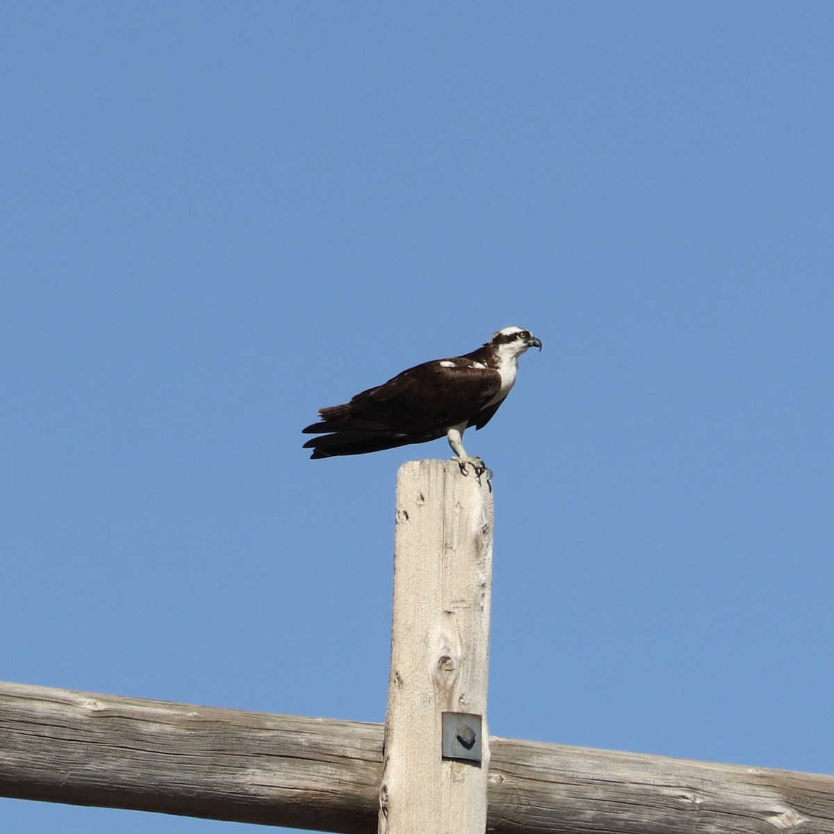 Águila Pescadora - ML257765081