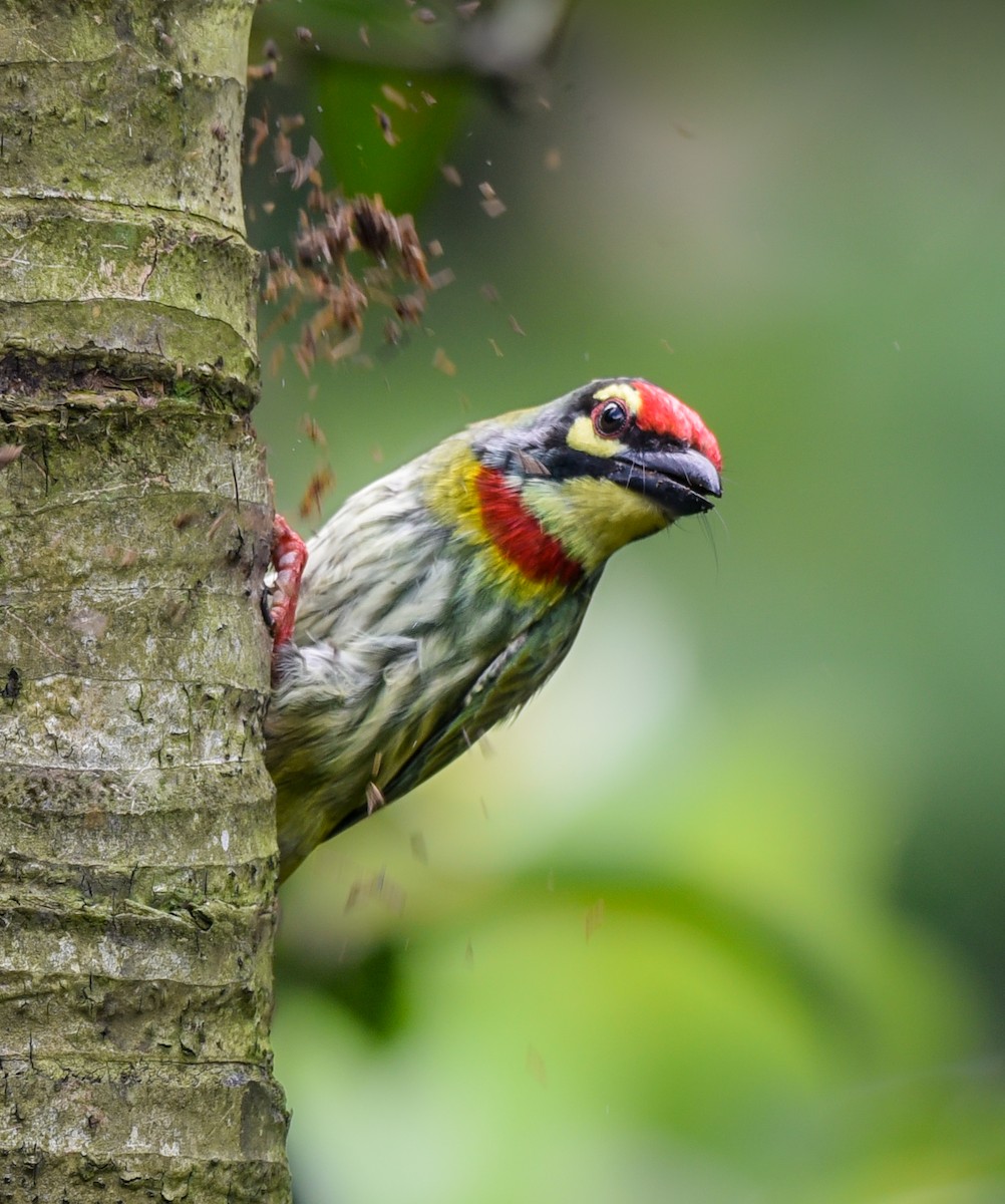 Coppersmith Barbet - ML257765361