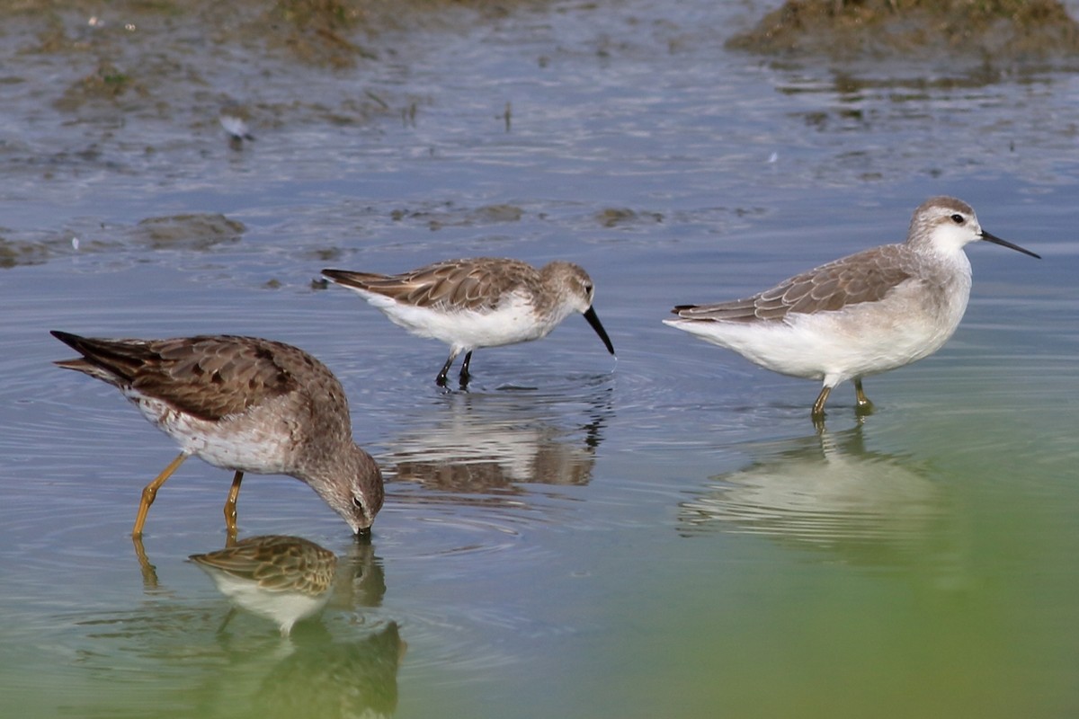 Western Sandpiper - Manfred Bienert